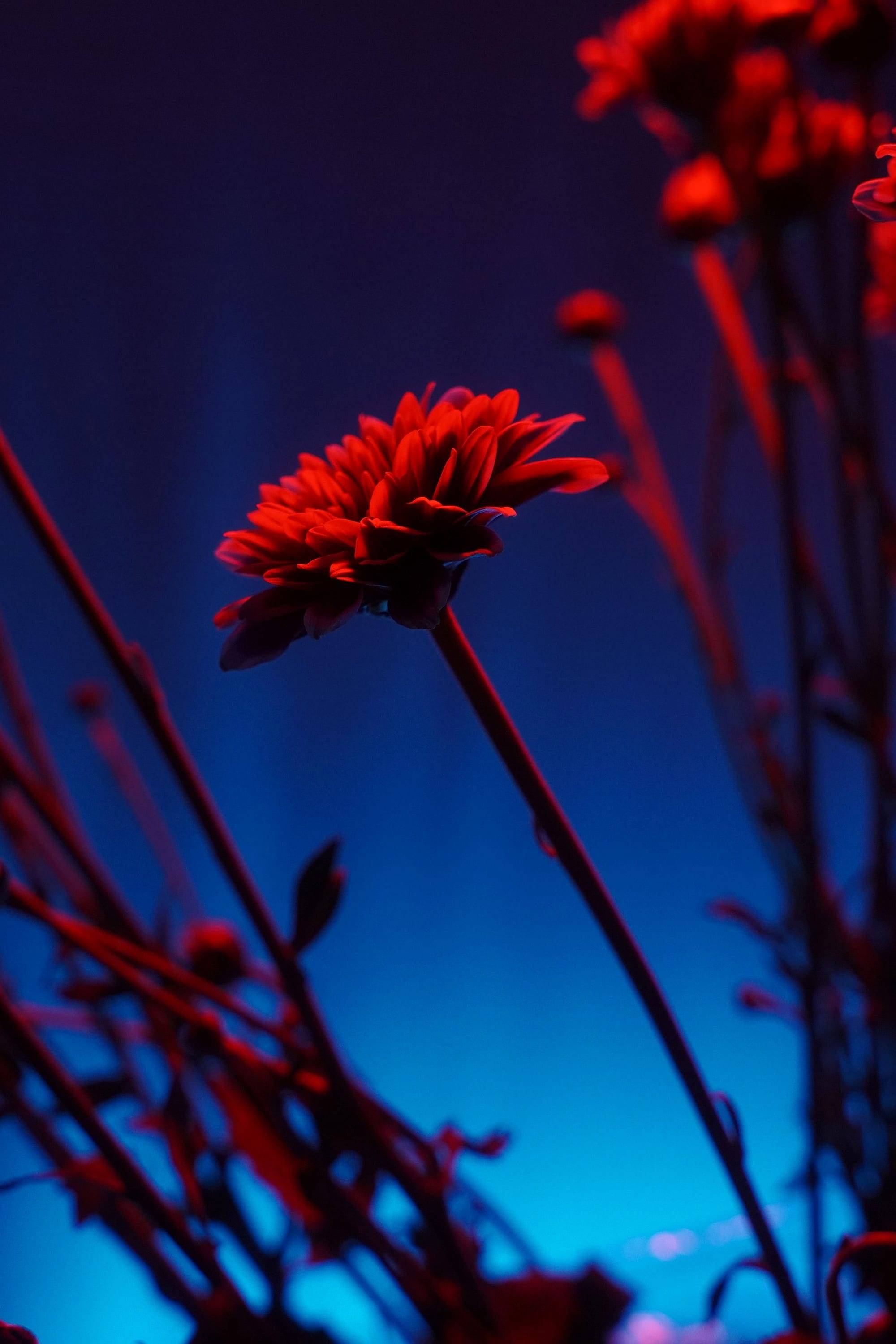 Flor roja iluminada sobre un fondo de luz azul